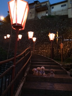 ����畗�̖~