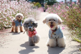 �s�����藈����