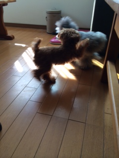 SOL�����