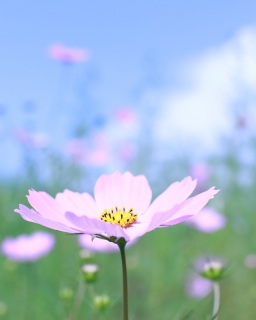 �܂��s�������ȁ`