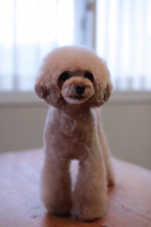 �g���~���O�����I