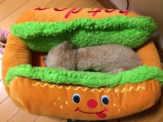 ���₷�݁`��