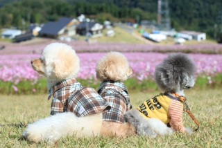 �R�X���X�������낵�ā�