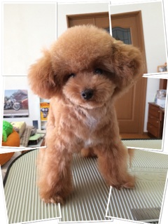�h���C�����I