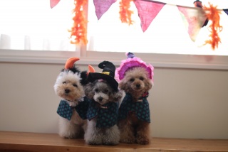 Happy Halloween��