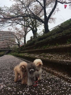 �b�コ��