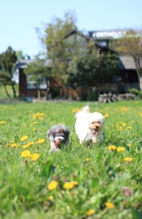 �C�`�S����񓊂�����