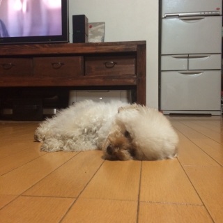 �y�b�^��