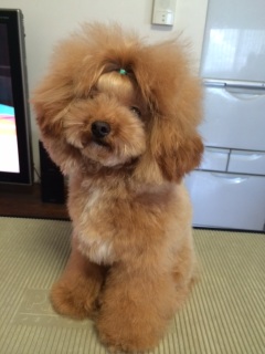 SOL����before