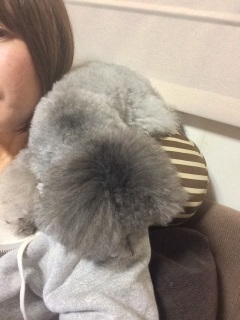 ����胋�[�V�[