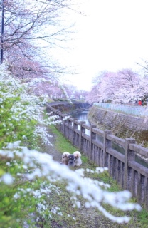 桜×雪柳